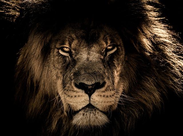 african-lion-2888519_640-1.jpg