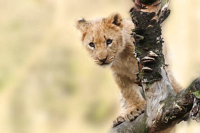 lion-565820_640.jpg