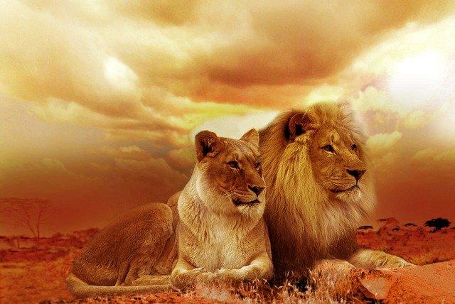 lion-577104_640216746171.jpg